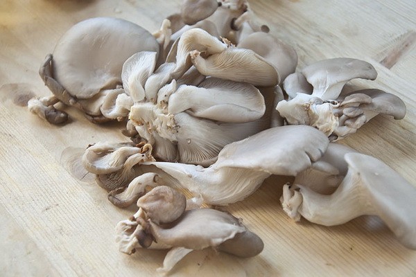Pickled oyster mushrooms: homemade recipes