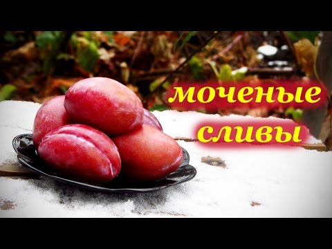 Pickled plums: 4 recipes