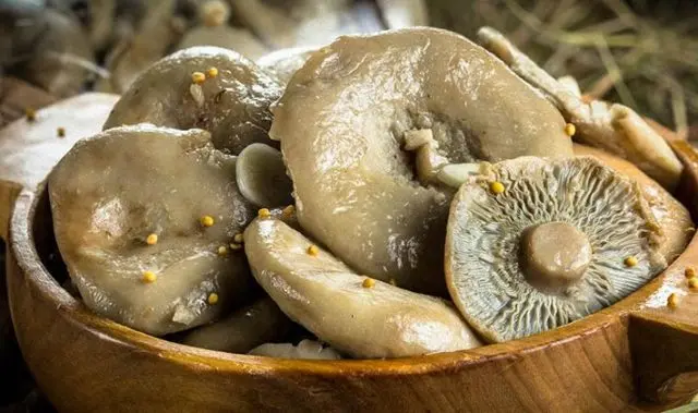 Pickled, salted milk mushrooms: benefits and harms, calories, composition