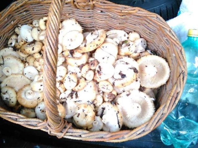 Pickled, salted milk mushrooms: benefits and harms, calories, composition