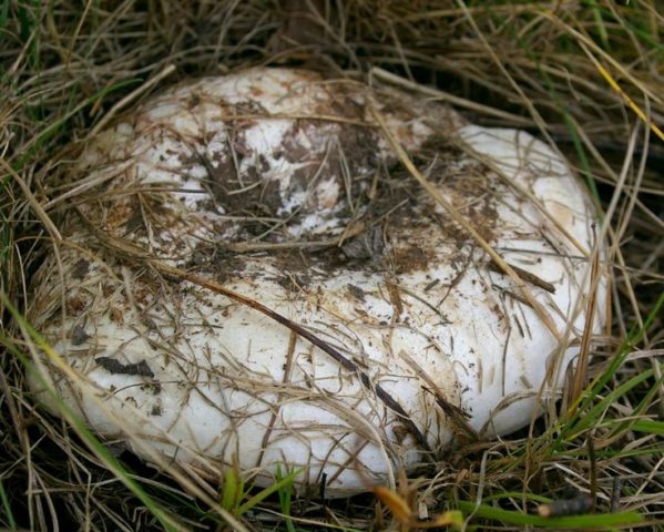 Pickled, salted milk mushrooms: benefits and harms, calories, composition