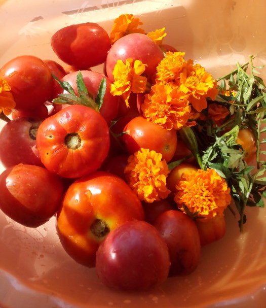 Pickled tomatoes for the winter