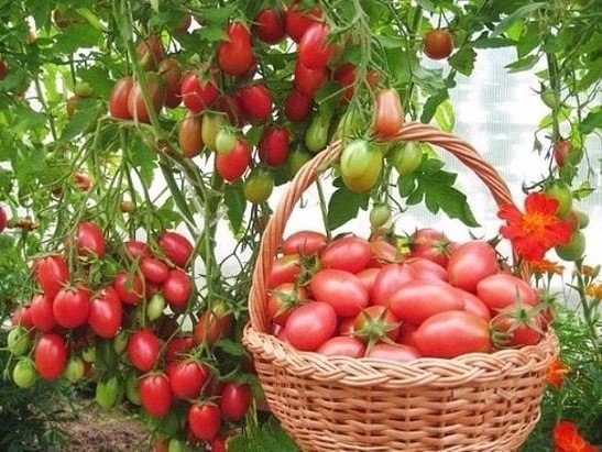 Pickled tomatoes for the winter in jars