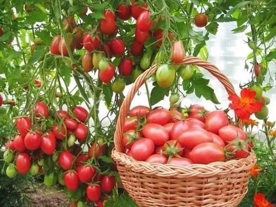 Pickled tomatoes for the winter in jars