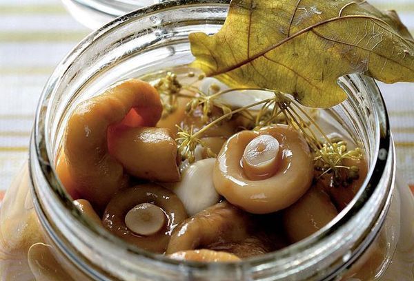 Pickled volnushki in a hot way: recipes for cooking for the winter