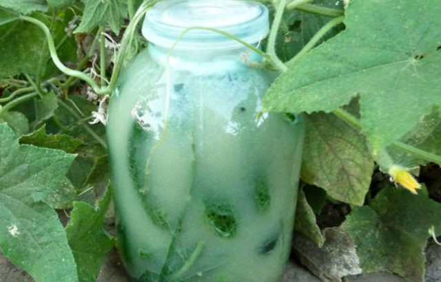 Pickles with fermentation (stray, fermented) for the winter: the best recipes for a 1-liter jar