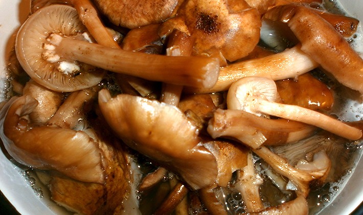 Pickling mushrooms for the winter: simple and tasty ways