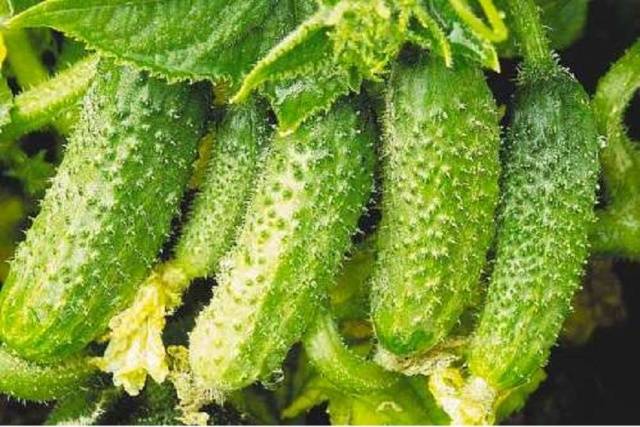 Pickling varieties of cucumbers for open ground 