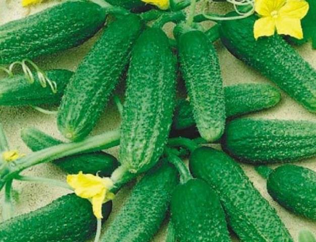 Pickling varieties of cucumbers for open ground 