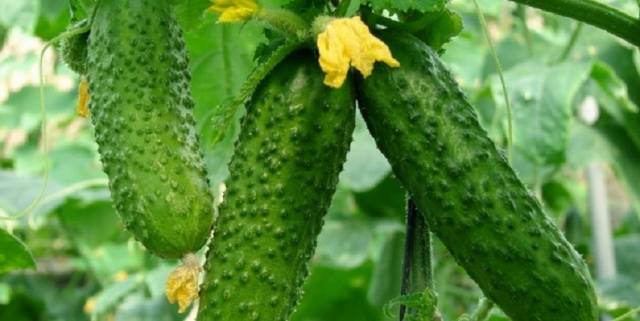 Pickling varieties of cucumbers for open ground 