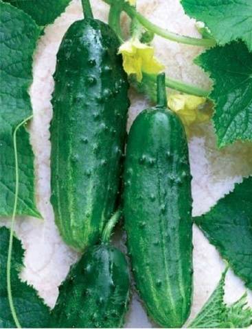 Pickling varieties of cucumbers for open ground 