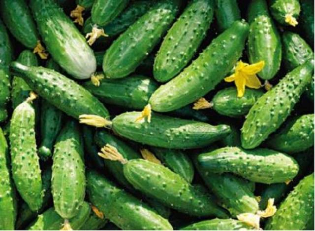 Pickling varieties of cucumbers for open ground 