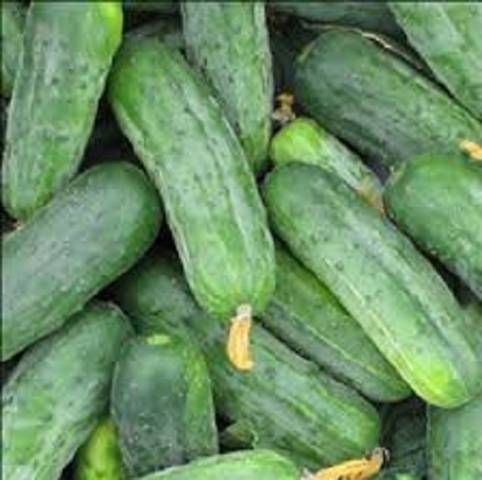 Pickling varieties of cucumbers for open ground 