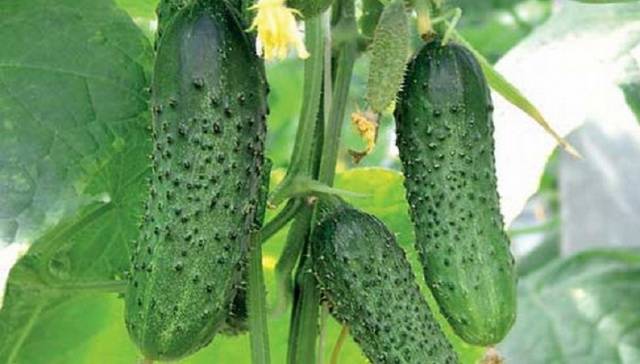 Pickling varieties of cucumbers for open ground 