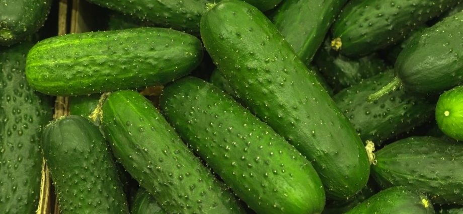 Pickling varieties of cucumbers for open ground 