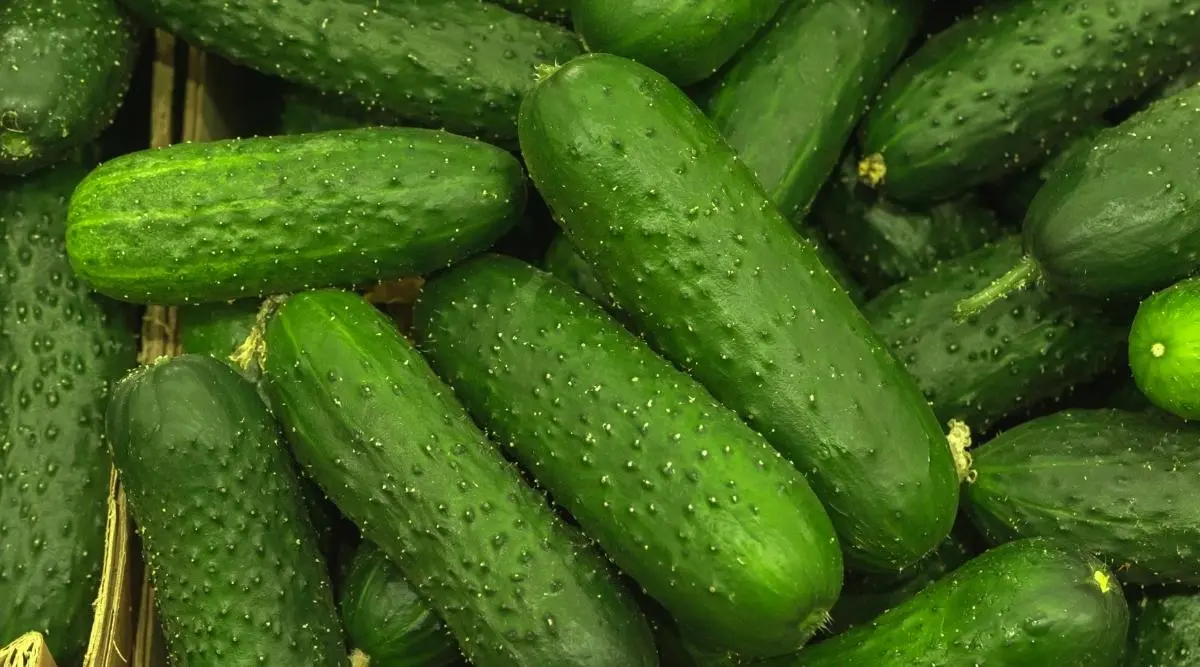 Pickling varieties of cucumbers for open ground 