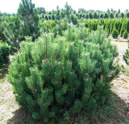 Pictures of pinus mugo Mugo