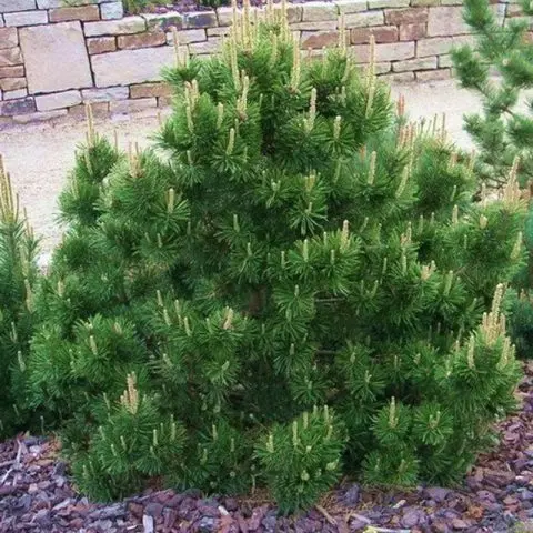 Pictures of pinus mugo Mugo