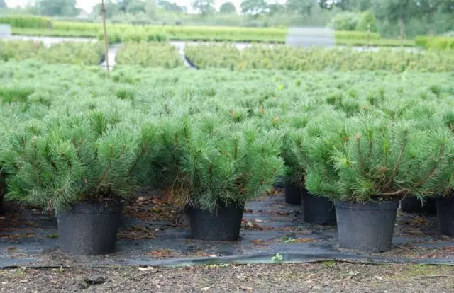 Pictures of pinus mugo Mugo