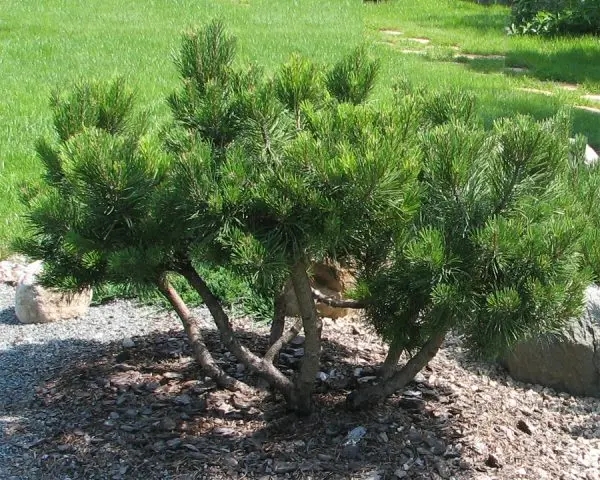 Pictures of pinus mugo Mugo