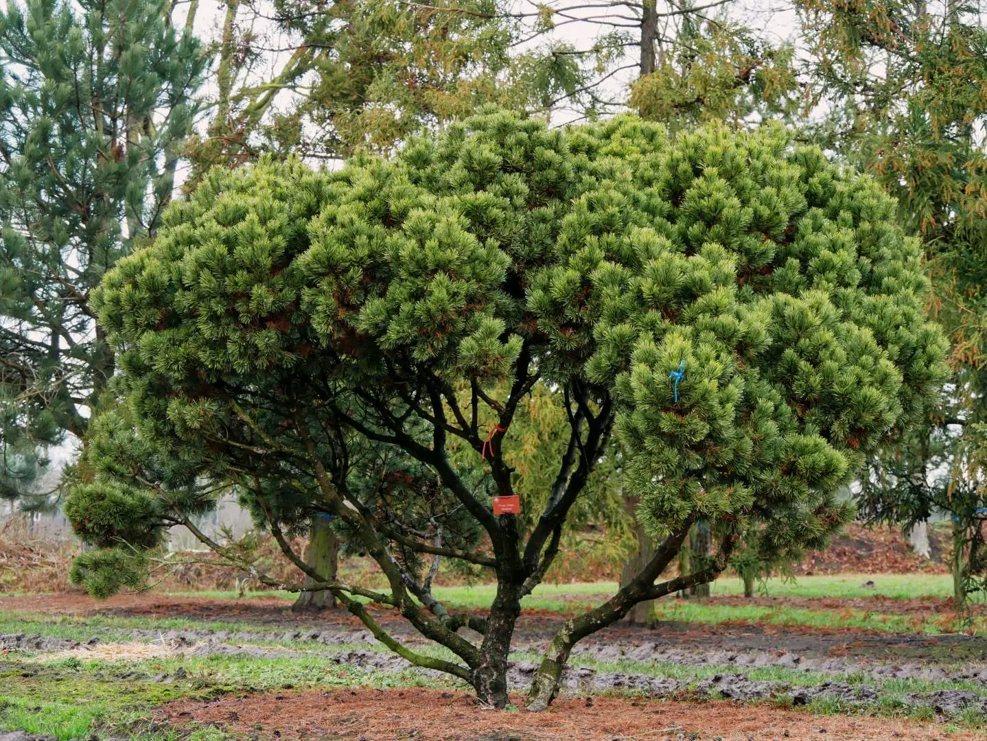 Pictures of pinus mugo Mugo