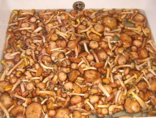 Pie of honey agaric
