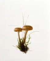 Pie of honey agaric