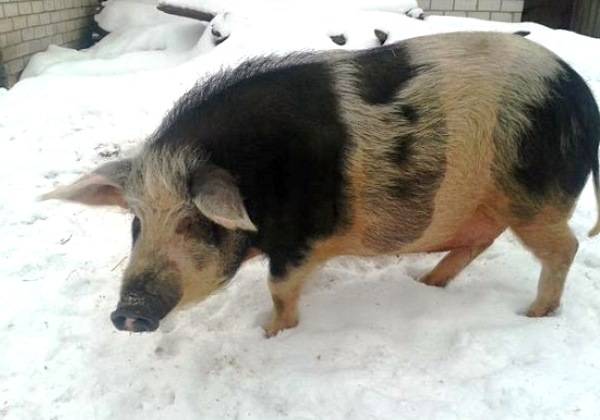 Pig breeds with photos and names 