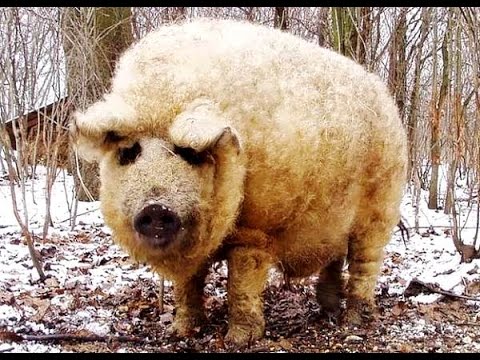 Pig breeds with photos and names 