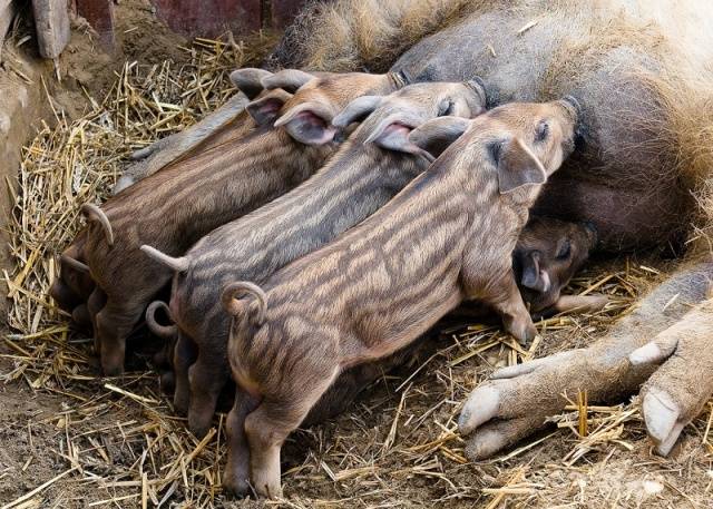 Pig breeds with photos and names 