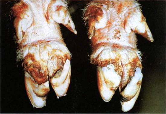 Pig diseases