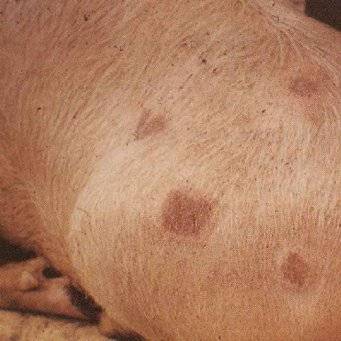 Pig diseases