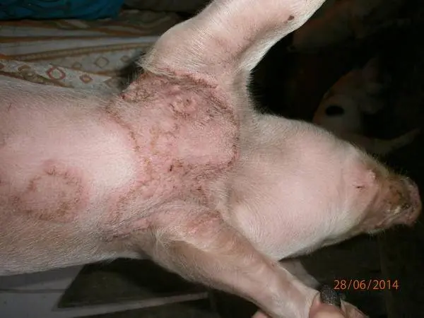 Pig diseases