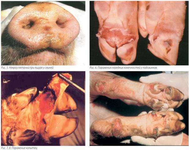 Pig diseases