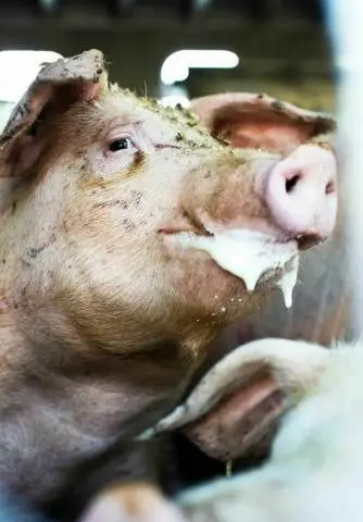 Pig diseases