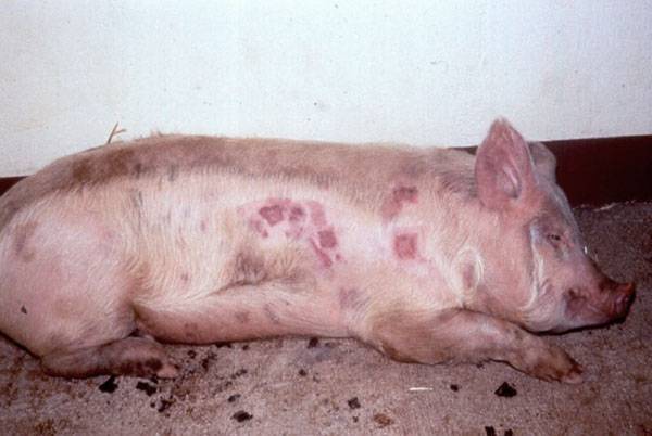 Pig diseases