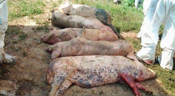 Pig diseases