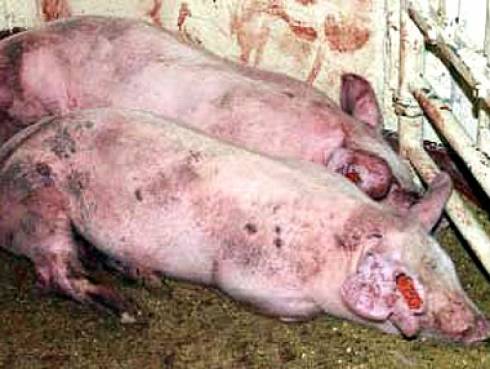 Pig diseases