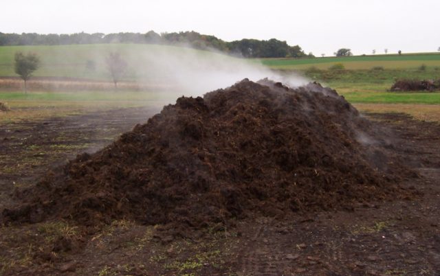 Pig manure as fertilizer: how to apply in the garden, reviews