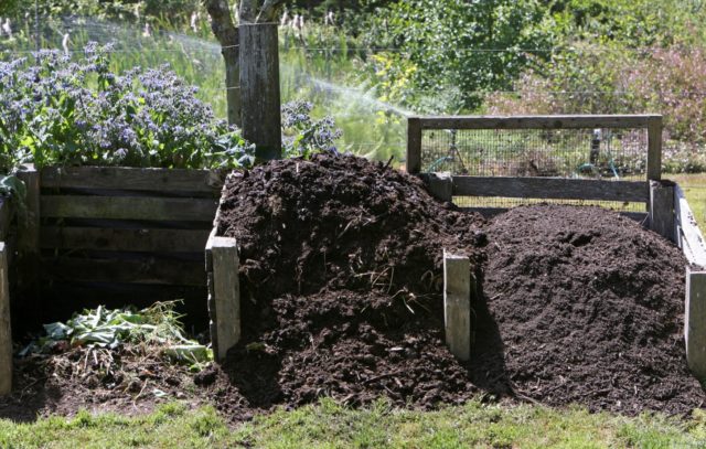 Pig manure as fertilizer: how to apply in the garden, reviews