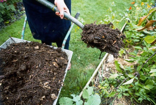 Pig manure as fertilizer: how to apply in the garden, reviews