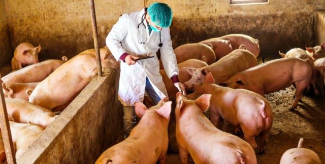 Pig pasteurellosis: symptoms and treatment, photo