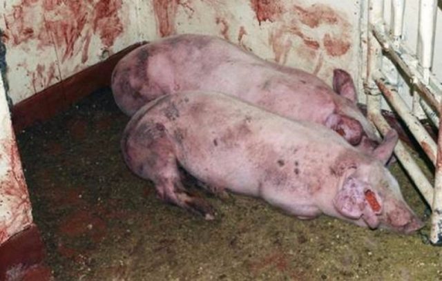 Pig pasteurellosis: symptoms and treatment, photo