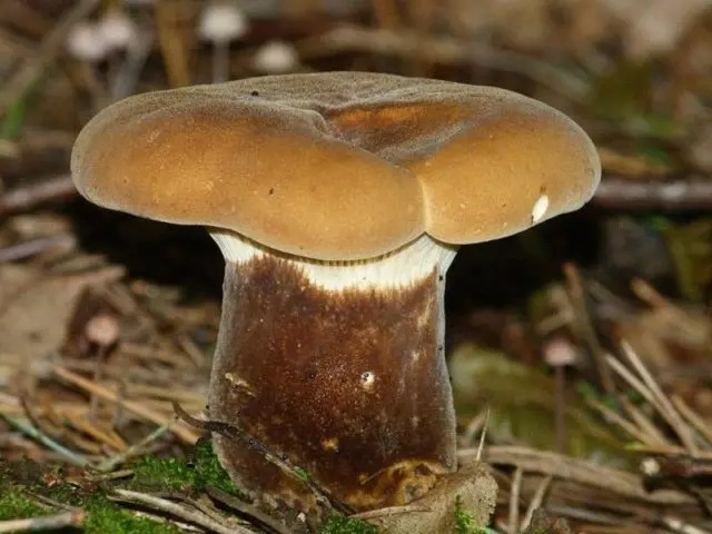 Pig thin: edible or not
