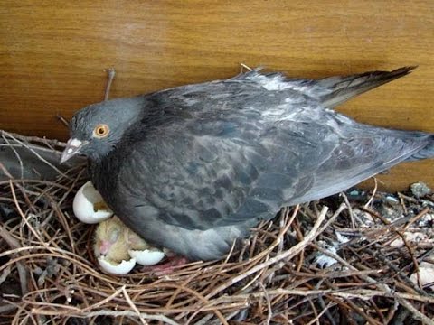 Pigeon chick: photo, video, where it lives, what it looks like