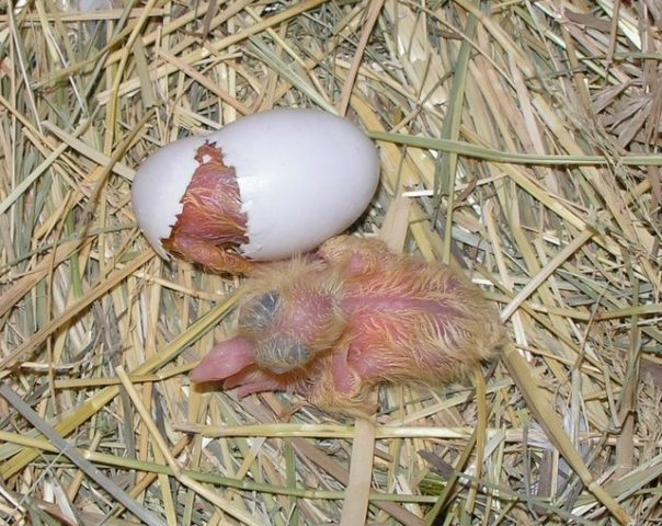 Pigeon chick: photo, video, where it lives, what it looks like