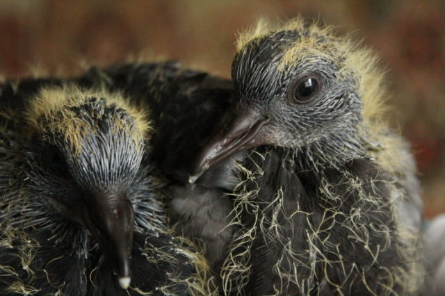 Pigeon chick: photo, video, where it lives, what it looks like