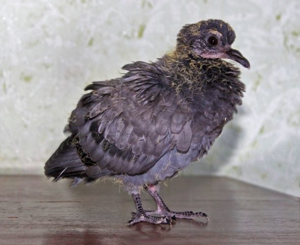 Pigeon chick: photo, video, where it lives, what it looks like