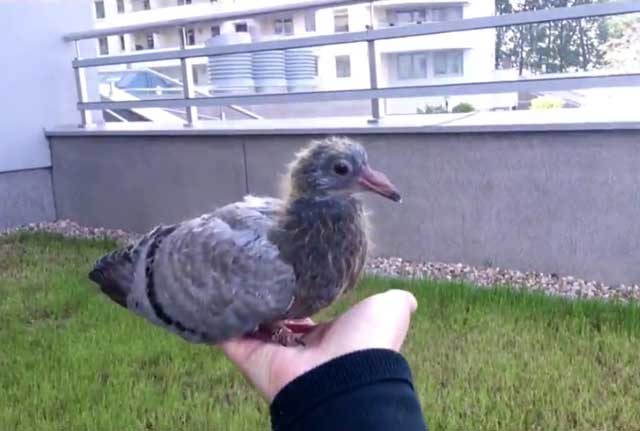 Pigeon chick: photo, video, where it lives, what it looks like