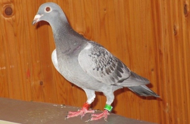 Pigeon diseases and their symptoms